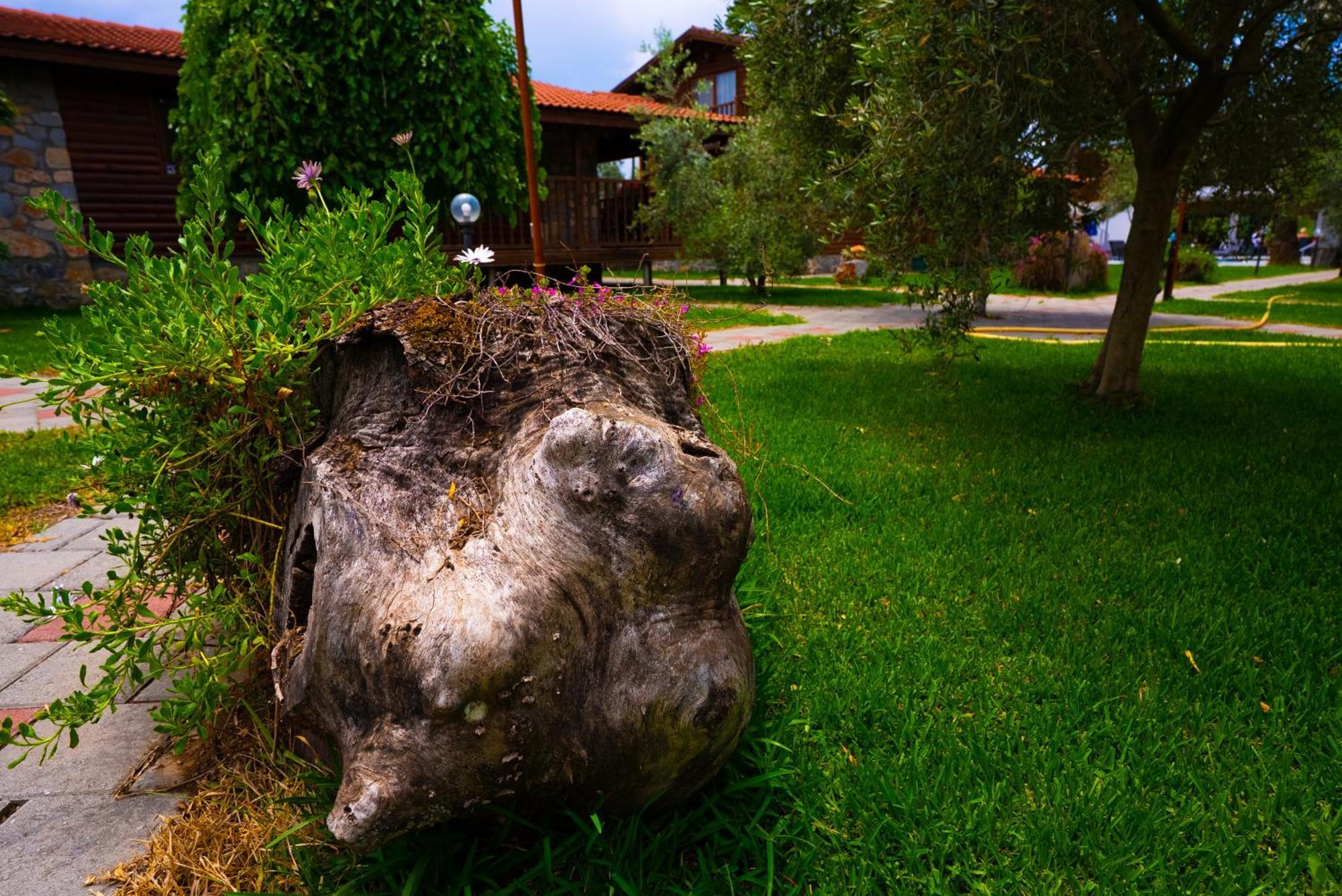 Defne Olive Gardens, Koca Calis, Fethiye - Previously Defne Pansiyon Esterno foto